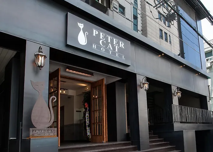 Petercat Shinchon 首爾